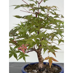 Acer palmatum deshojo I-8092 vista 2