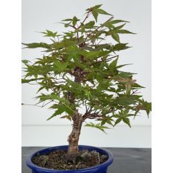 Acer palmatum deshojo I-8092 vista 3