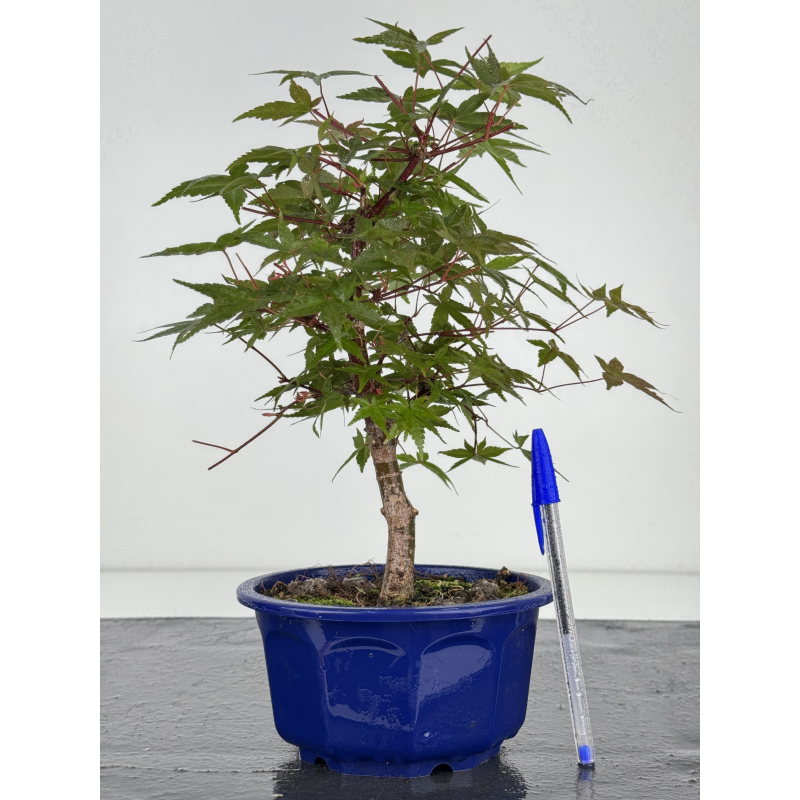 Acer palmatum deshojo I-8093 Acer palmatum deshojo I-8093