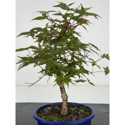 Acer palmatum deshojo I-8093 vista 2