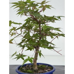 Acer palmatum deshojo I-8093 vista 3
