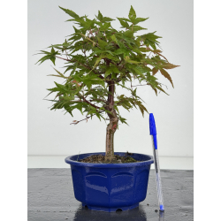 Acer palmatum deshojo I-8094