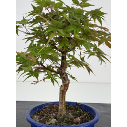 Acer palmatum deshojo I-8094 vista 2