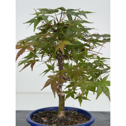 Acer palmatum deshojo I-8094 vista 3