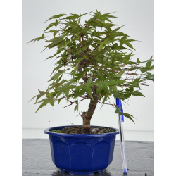 Acer palmatum deshojo I-8095