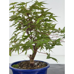 Acer palmatum deshojo I-8095 vista 2