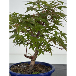 Acer palmatum deshojo I-8095 vista 3