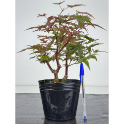Acer palmatum deshojo I-8097