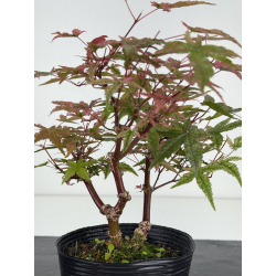 Acer palmatum deshojo I-8097 vista 2