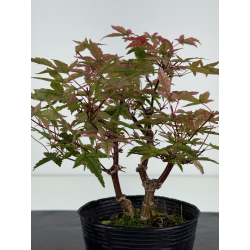 Acer palmatum deshojo I-8097 vista 3