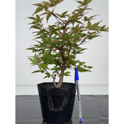 Acer palmatum deshojo I-8098
