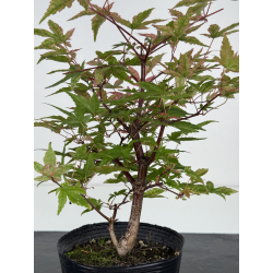 Acer palmatum deshojo I-8098 vista 2
