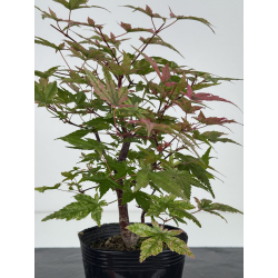 Acer palmatum deshojo I-8098 vista 3