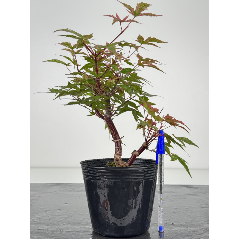 Acer palmatum deshojo I-8099 Acer palmatum deshojo I-8099