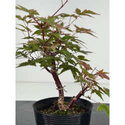Acer palmatum deshojo I-8099 vista 2
