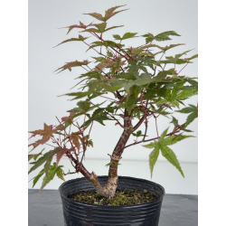 Acer palmatum deshojo I-8099 vista 3