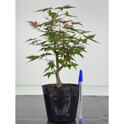 Acer palmatum deshojo I-8100
