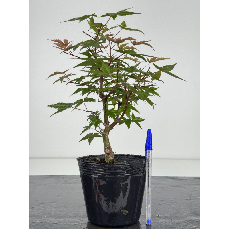 Acer palmatum deshojo I-8100 Acer palmatum deshojo I-8100