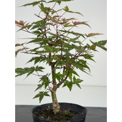 Acer palmatum deshojo I-8100 vista 2