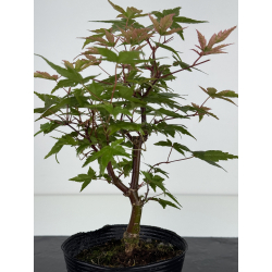 Acer palmatum deshojo I-8100 vista 3