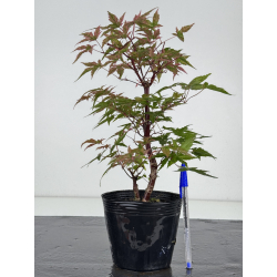 Acer palmatum deshojo I-8101