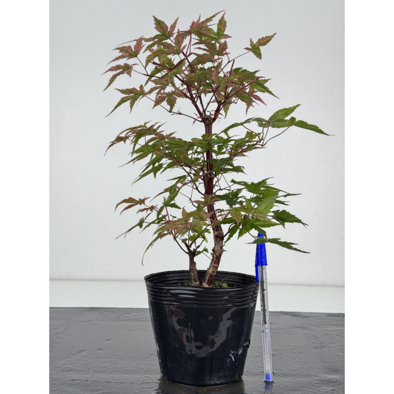 Acer palmatum deshojo I-8101 Acer palmatum deshojo I-8101
