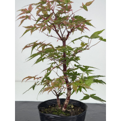 Acer palmatum deshojo I-8101 vista 2