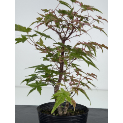 Acer palmatum deshojo I-8101 vista 3