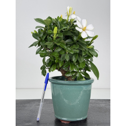 Gardenia jasminoides I-8102