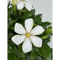 Gardenia jasminoides I-8102 view 3