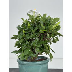 Gardenia jasminoides I-8102 view 4