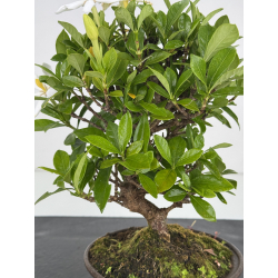 Gardenia jasminoides I-8103 view 2