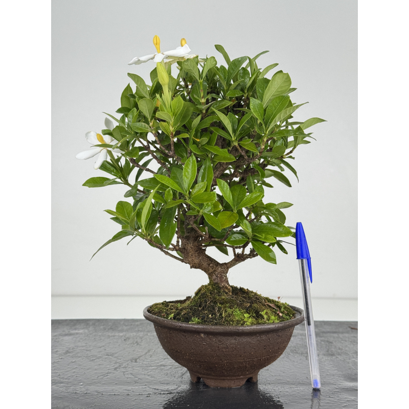 Gardenia jasminoides I-8103