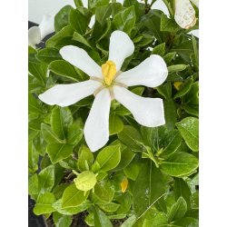 Gardenia jasminoides I-8103 view 3