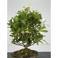 Gardenia jasminoides I-8103 view 4