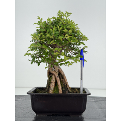 Zelkova nire I-8104