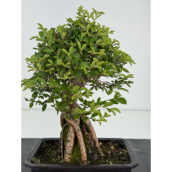 Zelkova nire I-8104 vista 2