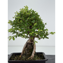 Zelkova nire I-8104 vista 3