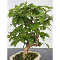 Carpinus turczaninovii -carpe coreano- I-8105 vista 2
