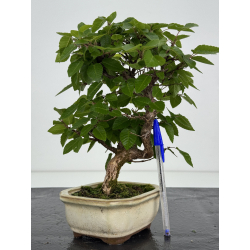 Carpinus turczaninovii -carpe coreano- I-8105