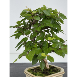 Carpinus turczaninovii -carpe coreano- I-8105 vista 3