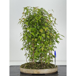 Acer buergerianum I-8106