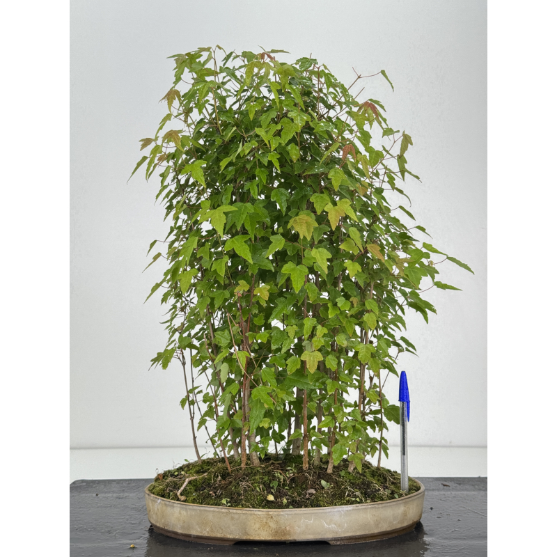 Acer buergerianum I-8106 Acer buergerianum I-8106