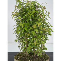 Acer buergerianum I-8106 view 2