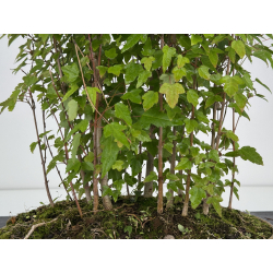 Acer buergerianum I-8106 view 3