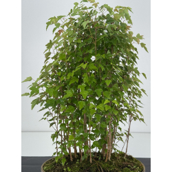Acer buergerianum I-8106 view 4