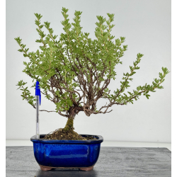 Potentilla fruticosa I-8107