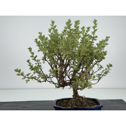 Potentilla fruticosa I-8107 view 3