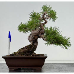 Pinus sylvestris I-8108