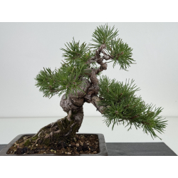 Pinus sylvestris I-8108 view 2